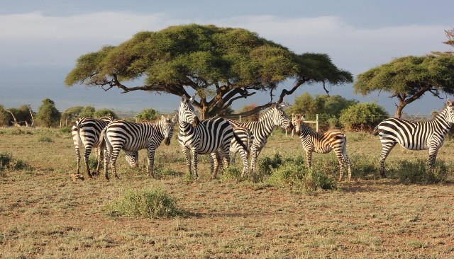 Wild Life Videography